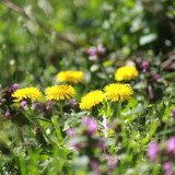 069aa35ca8f91d9de0b6a04161b4b556