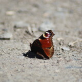 1ead04140a6b3418a1950d1c62890c54