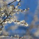 bc637e72780ce687bcca3e0f1a93a356